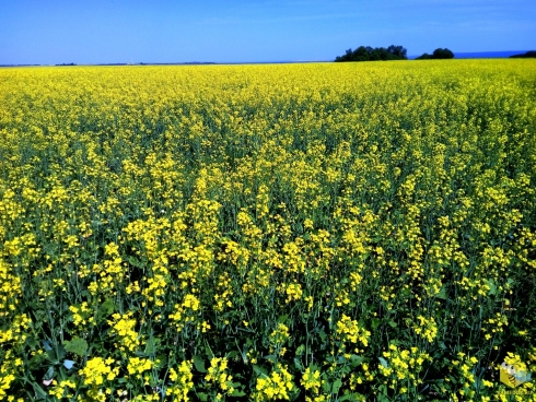 Кормовые культуры