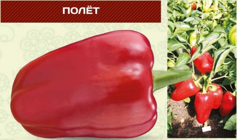 Сорт перца Полет