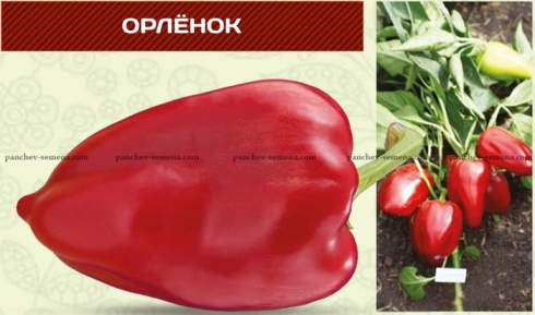 Сорт перца Орленок
