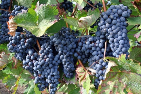 Виноград (VITIS VINIFERA)