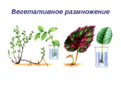 Признаки, свидетельствующие о чрезмерном вегетативном развитии