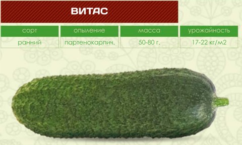 Огурец F1 ВИТАС