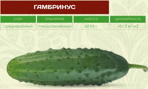 Огурец F1 ГАМБРИНУС