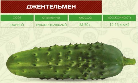 Огурец F1 ДЖЕНТЕЛЬМЕН