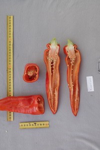 Сладкий перец КРАСНЫЙ РОГ