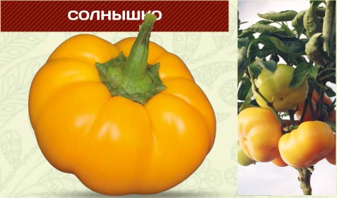 Сладкий перец СОЛНЫШКО