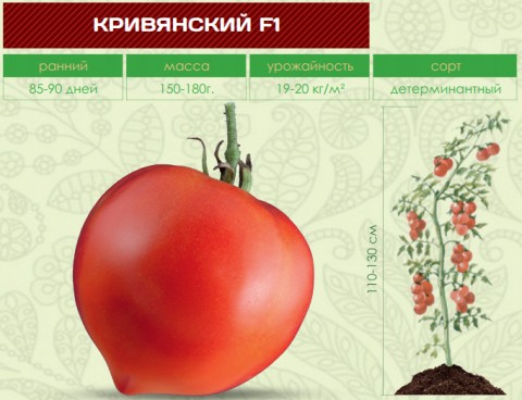 Помидоры КРИВЯНСКИЙ F1