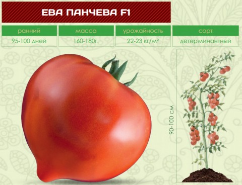 Помидоры ЕВА F1