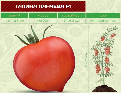 Помидоры ГАЛИНА F1