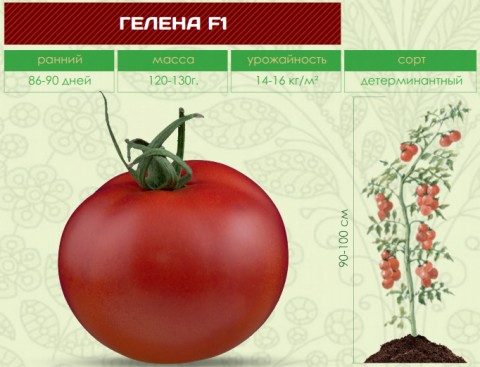 Помидоры ГЕЛЕНА F1