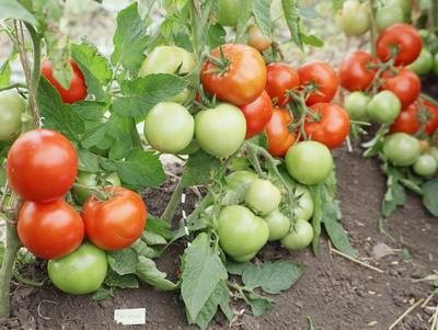 Помидоры ГЕЛЕНА F1