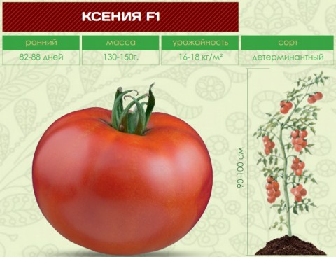 Помидоры КСЕНИЯ F1