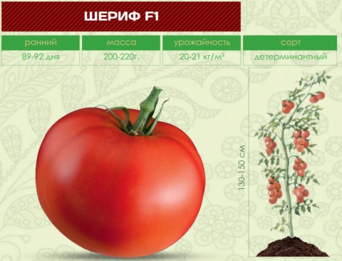 Помидоры ШЕРИФ F1